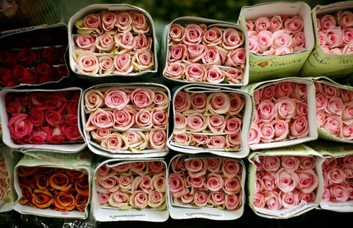 3.5. pink roses